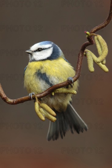 Eurasian Blue Tit (Cyanistes caeruleus), Utrecht, Netherlands
