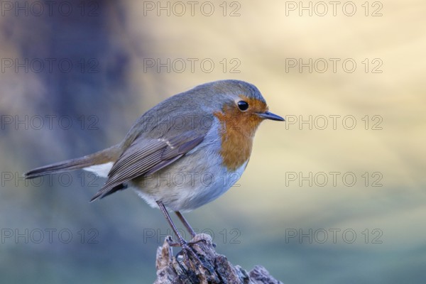European Robin (Erithacus rubecula) perched on a branch, North Rhine-Westphalia, Germany