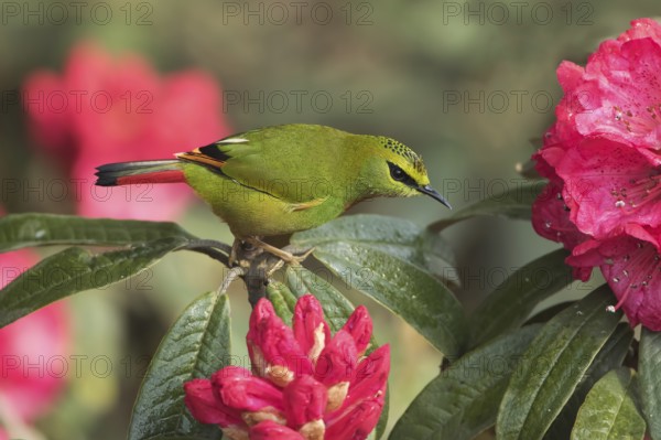 Fire-tailed Myzornis (Myzornis pyrrhoura) feeding on Rhododendron flower nectar, Darjeeling, India