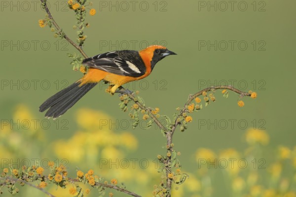 Hooded Oriole (Icterus cucullatus) male, Texas, USA