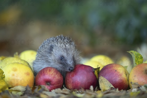 European hedgehog (Erinaceus europaeus) adult animal on fallen apples fruit in a garden in autumn, England, United Kingdom