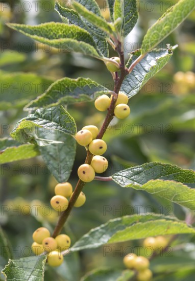Winterberry (Ilex verticillata 'Citronella'), Bundessortenamt, Germany