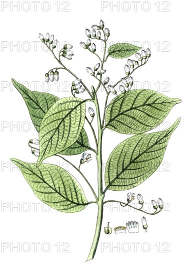 Styrax benzoin, Styrax tree, Sumatran benzoin tree, digital reproduction of a historical model, between 1790 and 1810