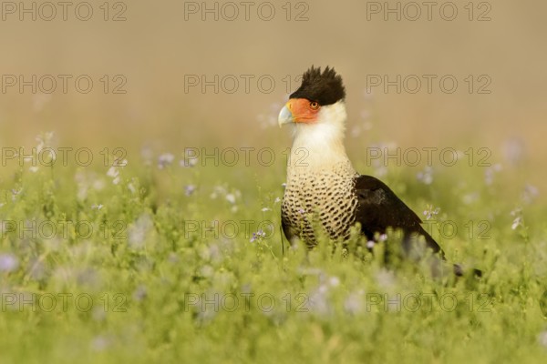Northern Crested Caracara (Caracara cheriway), Texas, USA