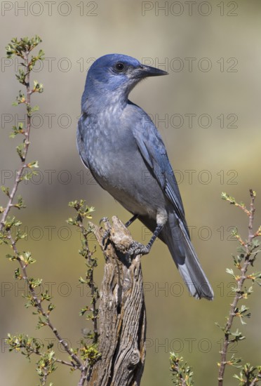 Pinyon Jay (Gymnorhinus cyanocephalus), Oregon, USA