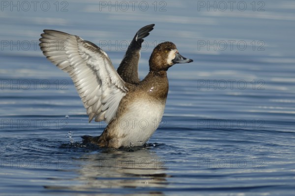 Greater Scaup (Aythya marila) female, Hokkaido, Japan