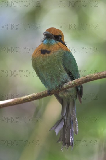 Broad-billed Motmot (Electron platyrhynchum), Costa Rica