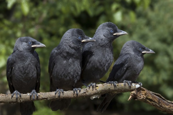 Western Jackdaw (Coloeus monedula), Castile-La Mancha, Spain