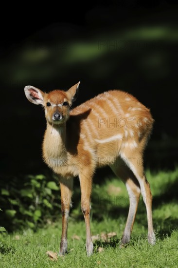 Western Sitatunga (Tragelaphus spekii gratus), juvenile, captive, occurrence in Africa