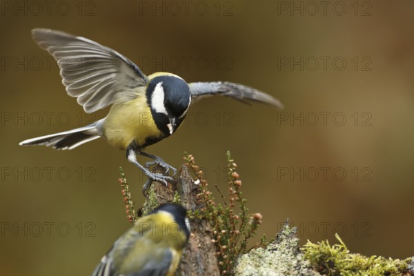 Great Tit (Parus major), Rhineland-Palatinate, Germany