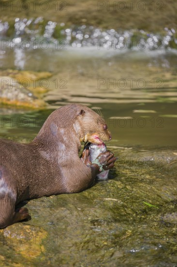 An adult giant otter or giant river otter (Pteronura brasiliensis) sits in a small creek with a little cascade and eats a fish