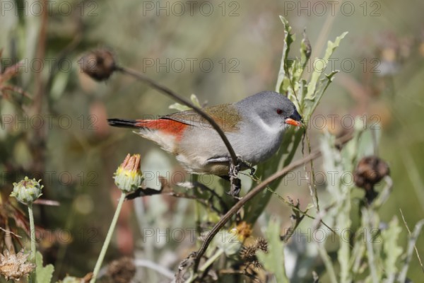 Green Astrild (Coccopygia melanotis), adult, female, on shrub, feeding, seeds, Kirstenbosch Botanical Gardens, Cape Town, South Africa