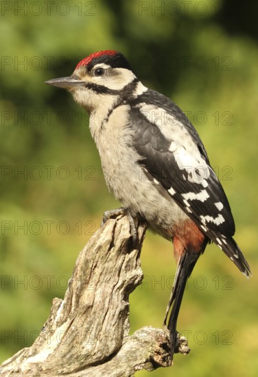 Great Spotted Woodpecker (Dendrocopos major) juvenile, Lower Saxony, Germany