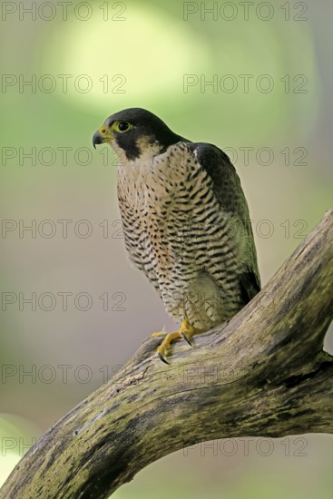 Peregrine falcon (Falco peregrinus), adult, on tree, alert, in summer, Šumava, Czech Republic