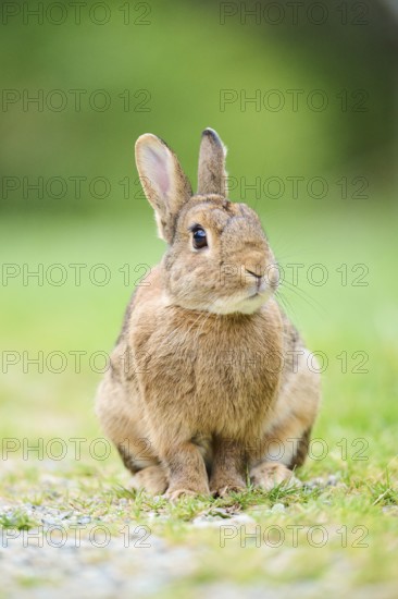 Domesticated rabbit (Oryctolagus cuniculus domesticus) on a meadow, Franconia, Bavaria, Germany