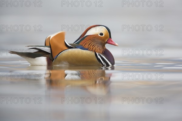 Mandarin Duck (Aix galericulata) male, Rhineland-Palatinate, Germany