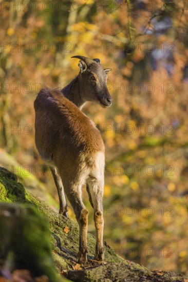 A female Himalayan tahr (Hemitragus jemlahicus) stands on a rock. A dense autumnal forest is in the background