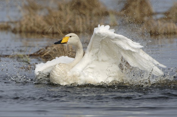 Whooper Swan (Cygnus cygnus) bathing, Vaestergoetland, Sweden