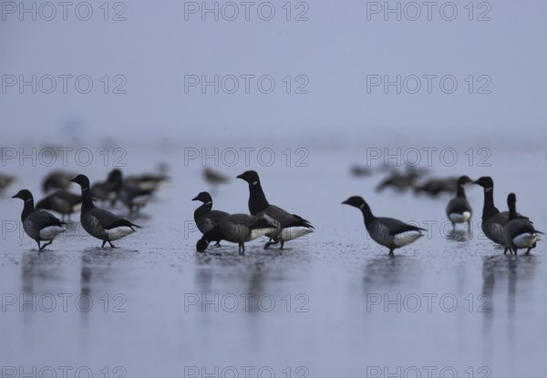 Brant Goose (Branta bernicla), Schleswig-Holstein, Germany