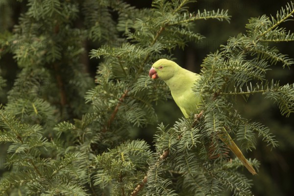 Rose-ringed Parakeet (Psittacula krameri) female feeding on European yew (Taxus baccata) seeds, Hesse, Germany