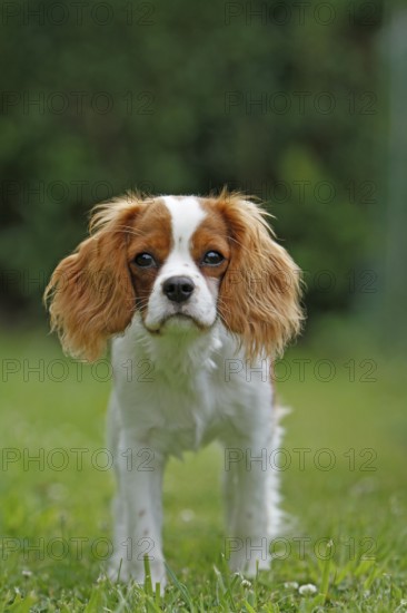 Cavalier King Charles Spaniel, kitten