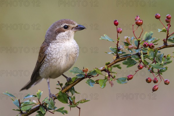 Red-backed Shrike (Lanius collurio) female, Asturias, Spain