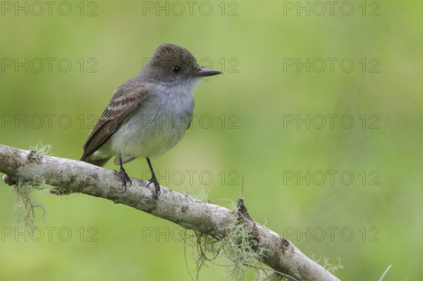 Short-crested Flycatcher (Myiarchus ferox) perched on a branch in the Atlantic rainforest of southeast Brazil