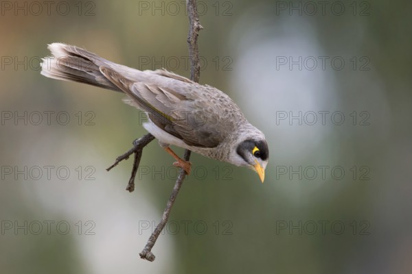 Noisy Miner (Manorina melanocephala), Victoria, Australia