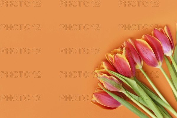 Top view of dark pink tulip flowers with yellow tips on orange background. Floral spring background with copy space