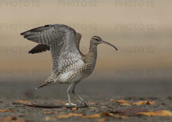 Whimbrel (Numenius phaeopus), Gambia
