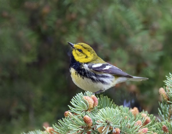 A male Black-throated Green Warbler, Setophaga virens perched on a spruce branch in Saskatoon, Canada