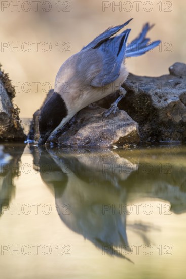 Iberian Magpie (Cyanopica cooki) drinking at waterhole, Andalusia, Spain