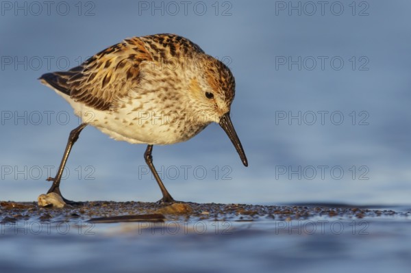 Western Sandpiper (Calidris mauri) feeding along a river in Nome, Alaska