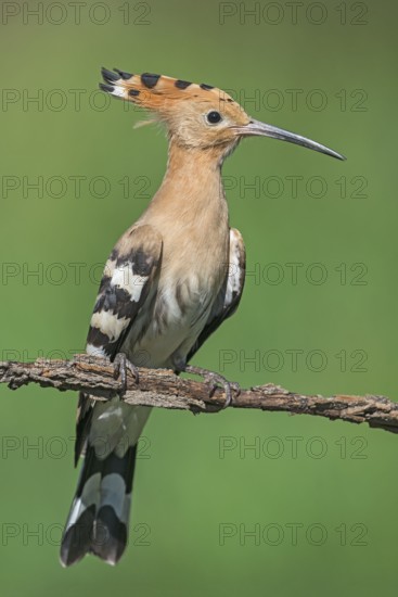 Eurasian Hoopoe (Upupa epops) perched on a branch, Aosta Valley, Italy