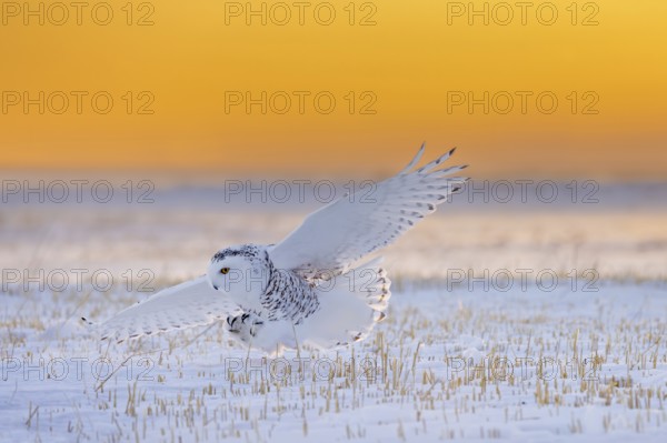 Snowy owl, polar owl, Arctic owl, white owl (Bubo scandiacus) adult female in flight hunting over snow covered field at sunrise in winter