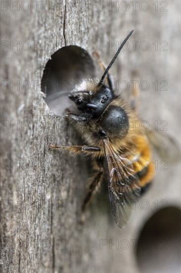 Rusty red mason bee (Osmia bicornis), Emsland, Lower Saxony, Germany