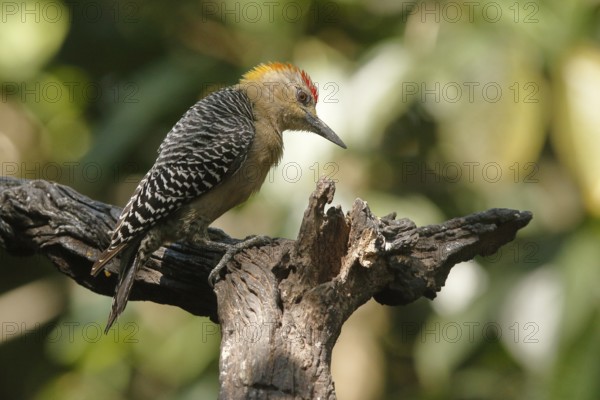 Hoffmann's Woodpecker (Melanerpes hoffmannii) male, Costa Rica