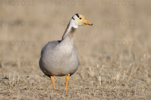 Bar-headed Goose (Anser indicus), Tibet, China
