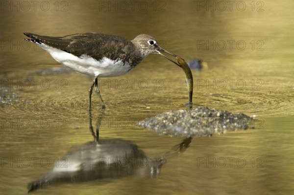 Green Sandpiper (Tringa ochropus), Castile-La Mancha, Spain