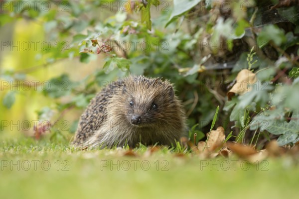 European hedgehog (Erinaceus europaeus) adult animal on a garden grass lawn in summer, England, United Kingdom