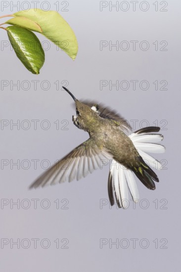 White-sided Hillstar (Oreotrochilus leucopleurus) male, Santiago Metropolitan, Chile