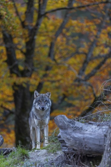 One eurasian gray wolf (Canis lupus lupus) standing between logs on a small hill with a bright and colourful fall foliage in the background