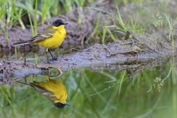 Black-headed Yellow Wagtail, Black-headed Wagtail, Motacilla flava feldegg, Motacilla feldegg, Bergeronnnette à tête noire, Lavandera Boyera Balcánica Lesbos, Greece