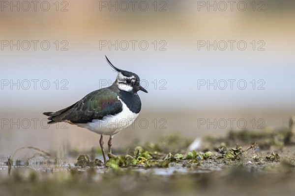 Northern Lapwing (Vanellus vanellus) male, North Rhine-Westphalia, Germany