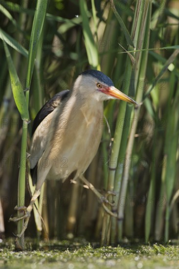 Little Bittern (Ixobrychus minutus) foraging, Bulgaria