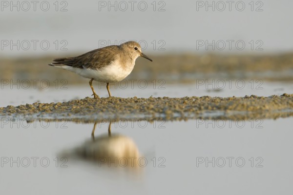 Temminck's Stint (Calidris temminckii), Phetchaburi, Thailand