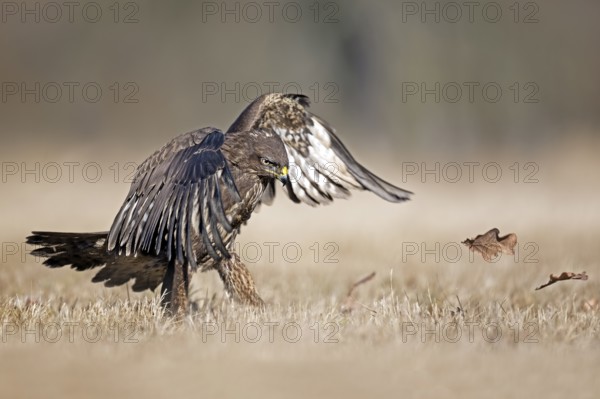 Common Buzzard (Buteo buteo) perched on the ground, Saxony-Anhalt, Germany