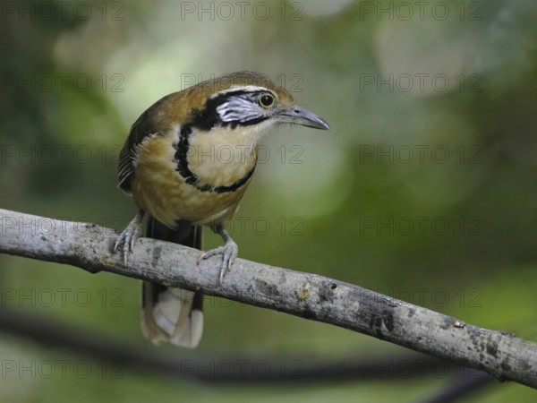 Greater Necklaced Laughingthrush (Garrulax pectoralis), Thailand
