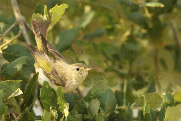 Western Bonelli's Warbler (Phylloscopus bonelli), Porto Alto, Portugal