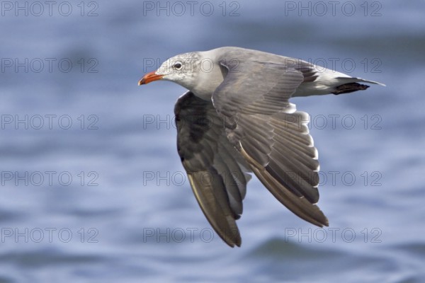Heermann's Gull (Larus heermanni), Washington, USA